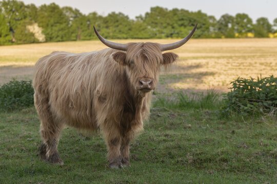 Artiodactyla, bos primigenius f. taurus, cattle, even-toed ungulate, highland cattle, kyloe, cloven-hoofed, cattle grazing, Scottish highland cattle, grazing, domesticated animals, extensive grazing, pet, highland cattle, mammals, cattle, mammals, mammals, pasture