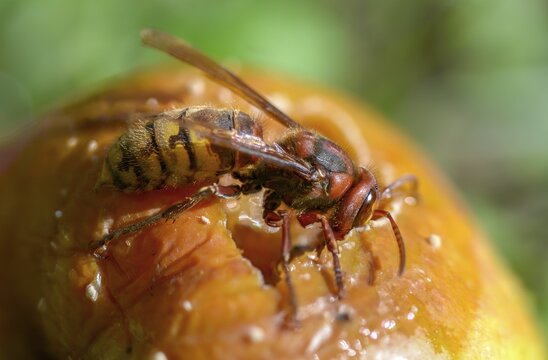 Real wasps, European hornet, hymenoptera, vespa crabro, wrinkle wasps, hornet, insects, insects
