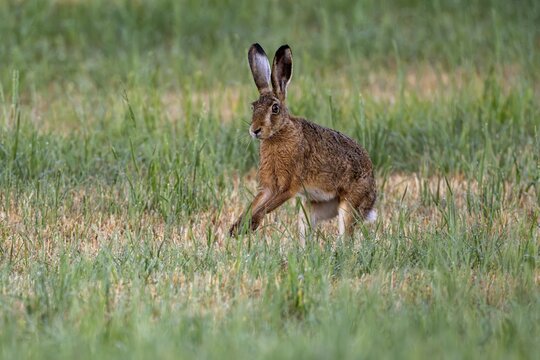 European hare (Lepus europaeus), Vulkaneifel, Rhineland-Palatinate, Germany
