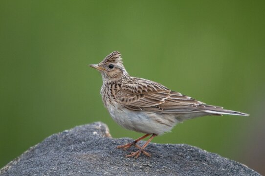 2010, Alauda Arvensis, Brandenburg, skylark, Germany, Nabu, national natural heritage, natural paradise Gr&uuml;nhaus, Skylark, post-mining landscape, birds, greenhouse, passeri, songbirds, birds
