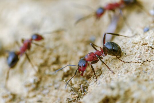 Ants, ant, blood-red ant, blood-red predatory ant, Formica sanguinea, formicidae, hymenoptera, predatory ant, insects, insects