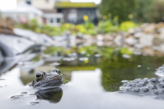 Common frog (Rana temporaria) adult amphibian and spawn eggs on the water surface of an urban garden pond with a house in the background in spring, England, United Kingdom