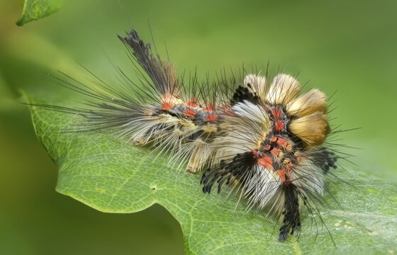 Brush spinner, owl moth, small brush spinner, Lymantriinae, noctuidae, orgyia antiqua, sloe spinner, carrier spinner, butterfly, inchworm, insects, moths, moths, moth, caterpillar, rusty tussock moth, butterfly, vapourer