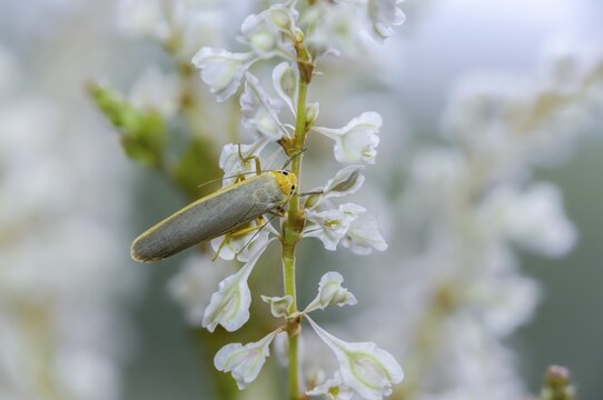 Eilema Complana, lichens, yellow-staying lichens, insects, moths, moths, moths, scarce footman, butterflies