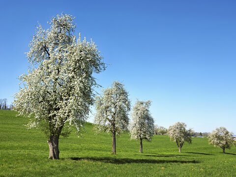 A group of blossoming pear trees, Auw, Freiamt, Canton Aargau, Switzerland