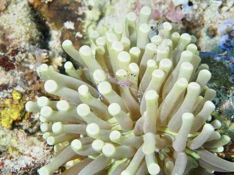 Anemone mushroom coral (Heliofungia actiniformis) with small shrimps on a coral reef, rich in detail, Close Encounters dive site, Permuteran, Bali, Indonesia