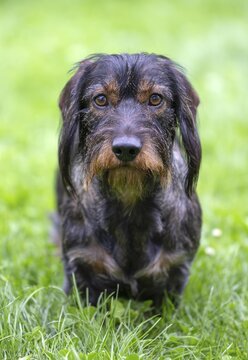 Rough-haired dachshund (Canis lupus familiaris) male, 4 years old, alert, on a meadow, Stuttgart, Baden-W&uuml;rttemberg, Germany