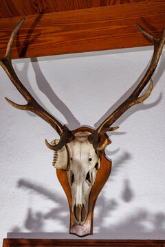Deer antlers as wall decoration