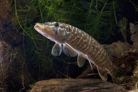 Esox Lucius, pike, pike, predatory fish, fishes, northern pike, pisces