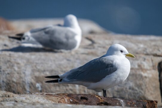 Black-legged Kittiwake, Black-legged Kittiwake, Norway, Rissa Tridactyla, Varanger, Birds, Charadriiformes, Gulls, Limikolen, Seagulls, Birds