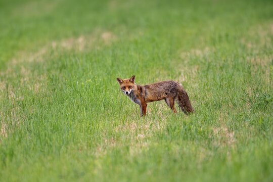 Red fox (Vulpes vulpes), Vulkaneifel, Rhineland-Palatinate, Germany