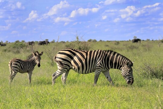 Burchell's zebra (Equus quagga burchelli), Burchell's zebra, adult, female, young, mother, feeding, two animals, Kruger National Park, South Africa