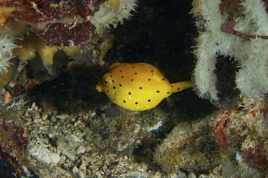 A juvenile yellow-spotted yellow boxfish (Ostracion cubicus) seeks shelter in a reef, SD dive site, Nusa Ceningan, Nusa Penida, Bali, Indonesia