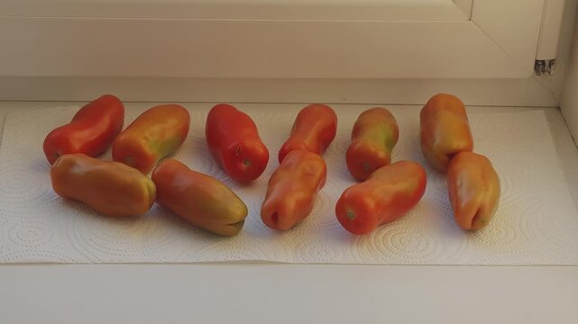 Ripe san marzano tomatoes on a paper towel on a windowsill. Sunlight and shadows moving across the vegetables during the ripening process
