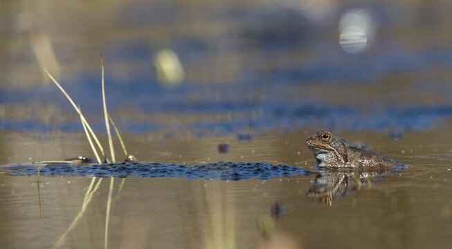 Common frog, common frog, rana temporaria, amphibians, courtship, courtship display, frog, frog, spawn, amphibians, amphibians