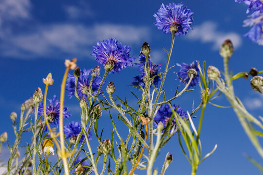 Flowers grow into the summer sky