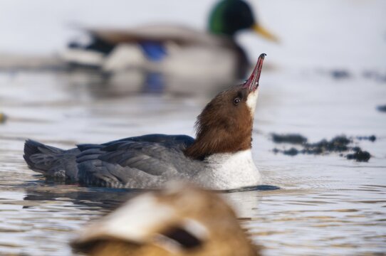 Goosander, goose s&auml;ger, mergus merganser, anatidae, birds, duckbirds, female, sawyer, birds, waterbirds, waterbirds, female