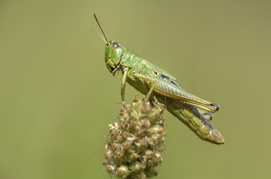 Acrididae, Caelifera, Chorthippus parallelus, field locusts, common grasshoppers, gomphocerinae, short-feeler, pseudochorthippus parallelus, female, grasshoppers, grasshoppers, insects, meadow grasshoppers, insects, meadow grasshoppers, female
