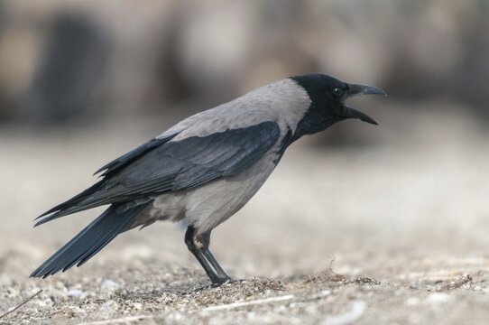 Corvus cornix, hooded crow, birds, call, corvidae family of birds, passeri, corvids, call, songbirds, birds