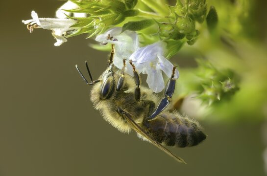 Apidae, apis mellifera, bees, European honey bee, European honeybee, hymenoptera, western honey bee, honey bee, honey bee, honeybee, insects, wild bees