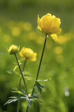Budabin seed, buttercup, butter ball, butterrose, globe flower, goldhead, buttercup family, ball ranunculus, ranunculaceae, trollflower, trollius europaeus, flora, high size, portrait format, plants, plants