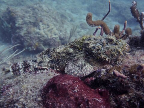 A banded scorpionfish (Scorpaena plumieri), perfectly camouflaged, rests amongst the rocks and seaweed on the seabed at the Nursery dive site, Pompano Beach, Florida, USA