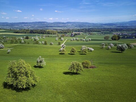 Blooming fruit trees, Beinwil, Freiamt, Canton of Aargau Switzerland