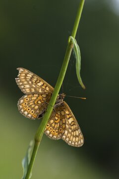 Bite check moth, bite cheek moth, euphydryas aurinia, eurodryas aurinia, golden tick moth, marsh fritillary, melitaea aurinia, scabiotic tick moth, butterfly, high size, portrait format, insects, butterfly, butterflies