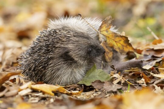 European hedgehog (Erinaceus europaeus) adult animal on fallen autumn colour leaves, England, United Kingdom