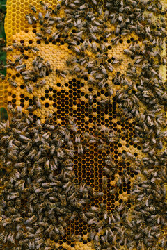 Beekeeping
