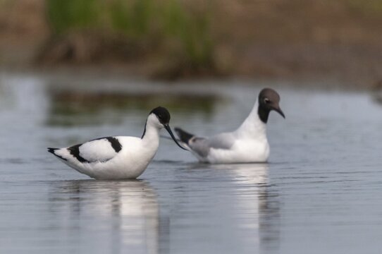 Avocet, black-headed gull, chroicocephalus ridibundus, black-headed gull, larus ridibundus, recurvirostra avosetta, saber beaks, birds, charadriiformes, gulls, limicols, seagulls, birds, waders, waterbirds, waterbirds, waders