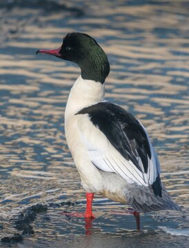 Goosander, goose s&auml;ger, mergus merganser, anatidae, birds, duckbirds, high size, portrait format, male, sawyer, birds, waterbirds