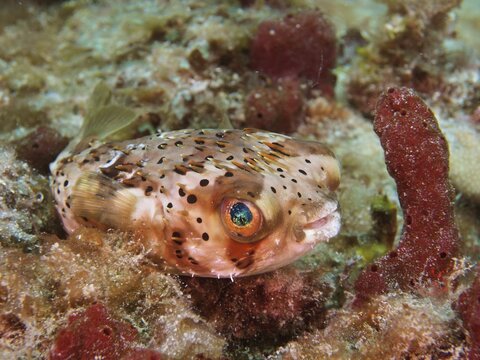 Long-spine porcupinefish (Diodon holocanthus), dive site Nursery, Pompano Beach, Florida, USA