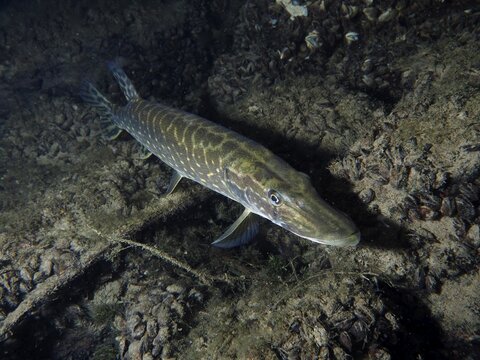 A pike (Esox lucius) close to the bottom, perfectly camouflaged in the underwater world, dive site Zollbr&uuml;cke, Rheinau, Canton Zurich, Rhine, High Rhine, Switzerland, Germany