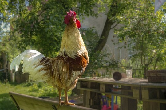 Gallus gallus domesticus, domestic chicken, crows, birds, chickens, domesticated animals, galliformes, rooster, pet, house pet, chicken, chicken birds, birds