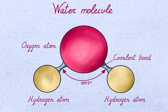 Chemical illustration of water molecule with labelled atoms and bonds
