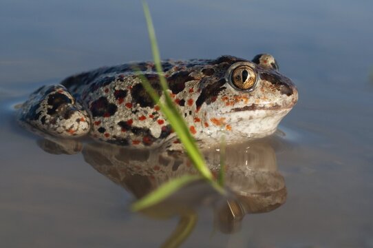 Common spadefoot, garlic toad, pelobates fuscus, amphibians, amphibians, amphibians, amphibians, toads