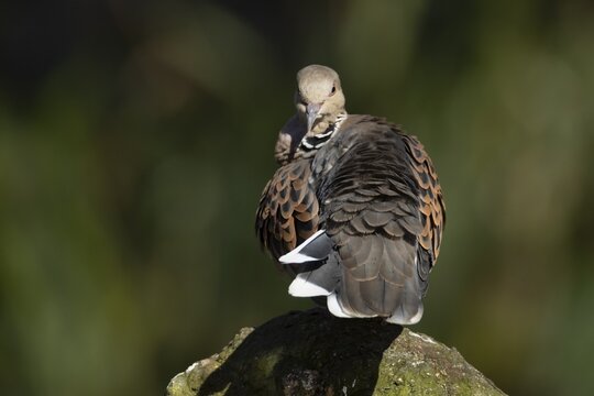 European turtle dove (Streptopelia turtur) adult bird on a rock, England, United Kingdom