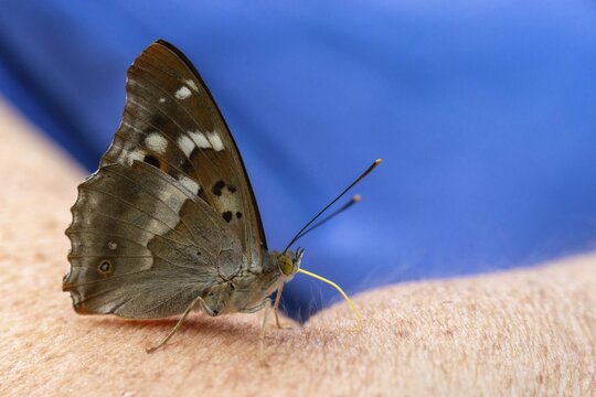 Apatura ilia, small Schiller butterfly, Lesser purple emperor, butterfly, insects, butterflies, butterflies, butterflies