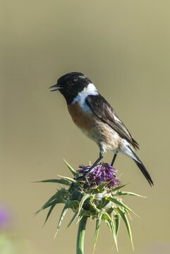Saxicola Torquata, Blackthroats, Stonechat, Birds, Extremadura, High Size, Portrait, Male, Passeri, Songbirds, Spain, Birds