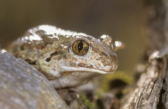 Common spadefoot, garlic toad, pelobates fuscus, amphibians, amphibians, amphibians, amphibians