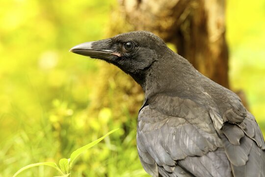 Raven crow (Corvus corone), animal portrait, Wilden, North Rhine-Westphalia, Germany