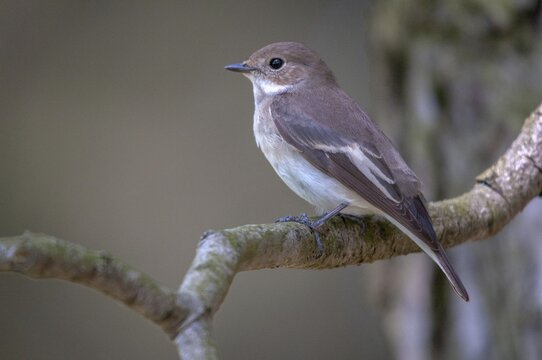 Ficedula hypoleuca, pied flycatcher, mourning snapper, mourning snapper, birds, female, passeri, songbirds, birds, female