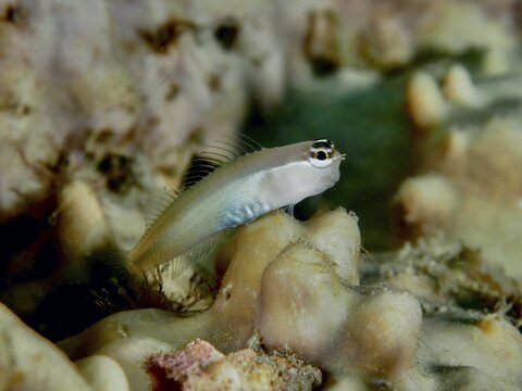 A small blenny, the Banda crested blenny (Ecsenius bandanus), is perched on a colourful coral structure at the Sweet Reef dive site, Penyapangan, Bali, Indonesia