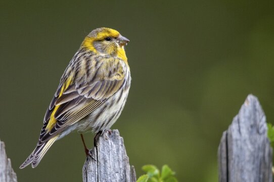 European Serin, serine, serinus serinus, birds, garden fence, garden fence, male, passeri, songbirds, birds