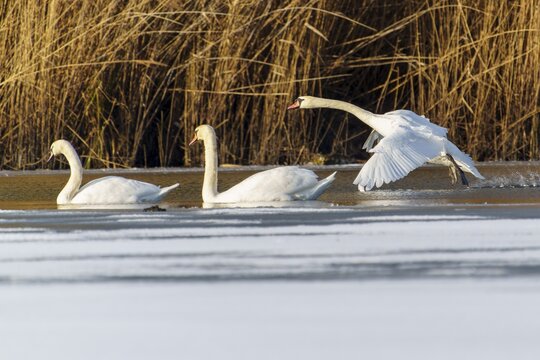 Mute swan (Cygnus olor), wildlife, Germany, two swans are swimming whilst a third glides over the water in flight, surrounded by reeds