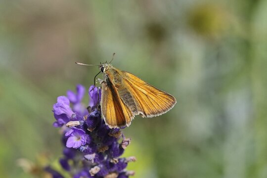 Large skipper (Ochlodes venatus), collecting nectar from a flower of Common lavender (Lavandula angustifolia), close-up, macro photograph, Wilnsdorf, North Rhine-Westphalia, Germany