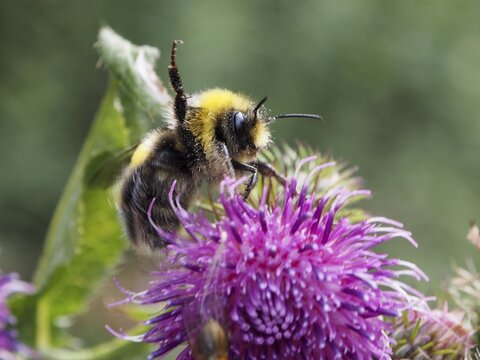 A pale earth bumblebee (Bombus lucorum) climbs onto a pink flower in green surroundings, Goms, Canton of Valais, Switzerland
