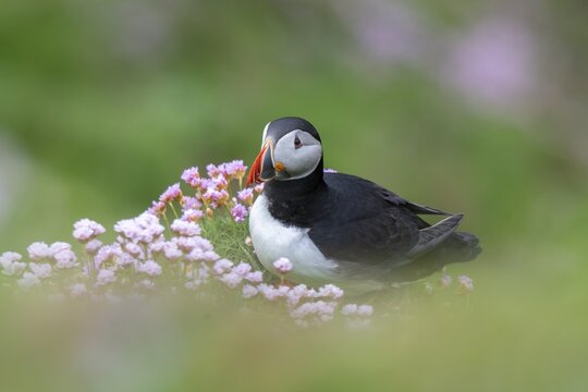 Puffin (Fratercula arctica), Sumburgh Head, Mainland, Shetland Islands, Scotland, Great Britain