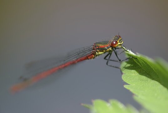 Early Adonis dragonfly, large red damselfly, Pyrrhosoma nymphula, damselflies, dragonflies, insects, dragonflies, odonata, zygoptera